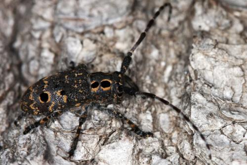 Mesosa curculionoides